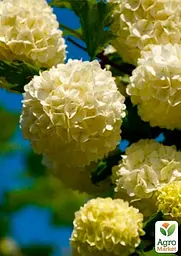 Саджанець Agro-Market Калина декоративна Бульденеж 1 шт. в пакуванні (50665) - мініатюра 2