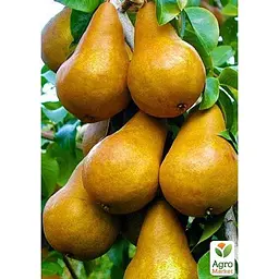 Саджанець Agro-Market Груша Бере Боск укорінена в контейнері (саджанець 2 роки) (181474) - мініатюра 2