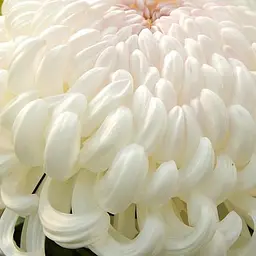 Хризантема "Komodo Blanc" (низкоросла крупноквіткова) (176427) 1 саженец - мініатюра 3