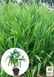 Саджанець Agro-Market Хасмантіум широколистий Uniola latifolia С1, 1 шт. в упаковці (182767) - мініатюра 3