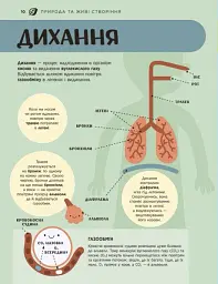 Енциклопедія STEM для дітей: 100 понять майбутнього генія - мініатюра 11