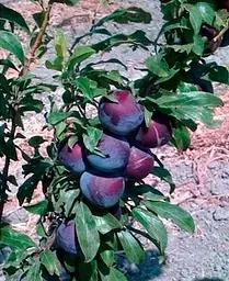 Саджанець Agro-Market Слива Блек Б'юті (пізній термін дозрівання) (20943) 1 шт. в упаковці - мініатюра 3