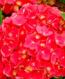Гортензія Agro-Market Leuchtfeuer крупнолиста рожево-червона 1 саджанець в упаковці (45629) - мініатюра 2