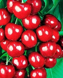 Саджанець Agro-Market Черешня Джерело (літній сорт, ранній термін дозрівання) (39899) 1 шт. в упаковці - мініатюра 2