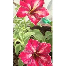 Саджанець Agro-Market Петунія ампельна Crazytunia Mandeville (контейнер №10 висота 10-15 см) (49147) 1 шт. в упаковці - мініатюра 3