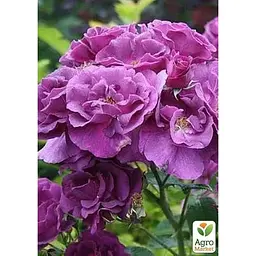 Троянда паркова Agro-Market Rhapsody in Blue саджанець класу АА+ вищий сорт 1 шт. в упаковці (181457) - мініатюра 2