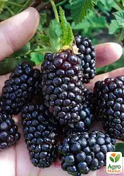 Саджанець Agro-Market Малиново-ожиновий гібрид Техас (ранні терміни дозрівання) 1 шт. в пакуванні (181023) - мініатюра 2