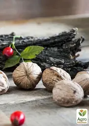 Саджанець Agro-Market Волоський горіх щеплений Franquette (французька селекція, середньостиглий термін дозрівання) 1 шт. в упаковці (42984) - мініатюра 3