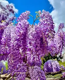 Гліцинія Agro-Market Beautiful landscape фіолетова 1 саджанець в упаковці (38032) - мініатюра 2