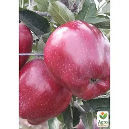 Саджанець Agro-Market Яблуня Супер Чіф укорінена в контейнері (саджанець 2 роки) (181476) - мініатюра 2