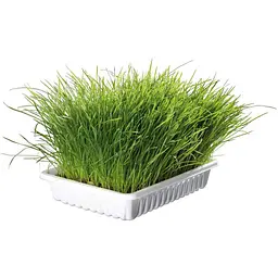 Трава для котів та кошенят Trixie Soft Grass насіння ячменю, в контейнере, 100 г - мініатюра 3