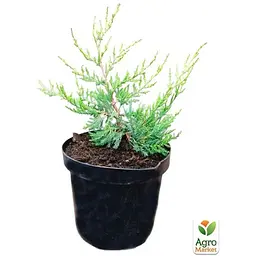 Саджанець Agro-Market Ялівець китайський 3-х річний Kuriwao Gold S3, висота 30-40 см (62787) - мініатюра 2