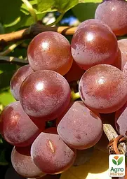 Саджанець Agro-Market Виноград Дюжина (ранньостиглий, врожайність до 100 кг з куща) (50828) 1 шт. в пакуванні - мініатюра 2