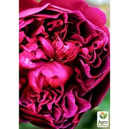Троянда англійська Agro-Market Shakespeare саджанець класу АА+ вищий сорт 1 шт. в упаковці (17382) - мініатюра 2