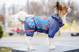 Комбінезон Smart Pet Роуз