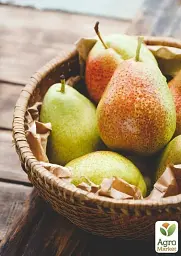 Саджанець Agro-Market Груша Ноябрська (ранньозимовий сорт, пізній термін дозрівання) 1 шт. в упаковці (20917) - мініатюра 2