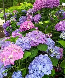 Гортензія Agro-Market Hamburg крупнолистна 1 саджанець в упаковці (45336) - мініатюра 4
