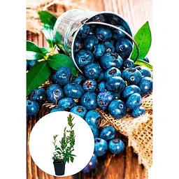 Саджанець Agro-Market Лохина (чорниця садова) Спартан (середній термін дозрівання, високостійкий до хвороб) 1 шт. в упаковці (20759) - мініатюра 2