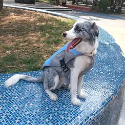 Літній охолоджувальний жилет для великих порід собак Derby Summer Dog Cooling Vest PPA0116, Blue, XL - мініатюра 3