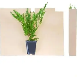Саджанець Agro-Market Ялівець середній Mordigan Gold (контейнер Р9, висота 10-12 см) (39028) 1 шт. в упаковці - мініатюра 2