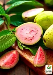 Саджанець Agro-Market Гуава (саджанець 25-30 см) 1 шт. в упаковці (43055) - мініатюра 4