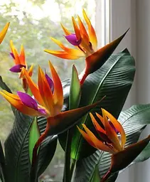 Саджанець Agro-Market Стреліція Королівська Bird of Paradise (62277) 1 шт. в упаковці (кімнатний) - мініатюра 2