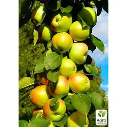 Саджанець Agro-Market Яблуня колоноподібна Білосніжка укорінена в контейнері (саджанець 2 роки) (99964) - мініатюра 2