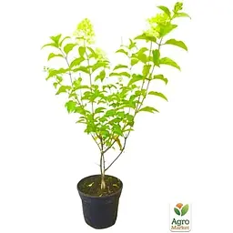 Саджанець Agro-Market Гортензія волотиста 2-х річна Phantom висота саджанця 25-45 см (62118) 1 шт. в упаковці - мініатюра 2