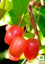 Саджанець Agro-Market Гумі серебристолистий Червоні перли (Red pearl) 1 шт. в пакуванні (25579) - мініатюра 3