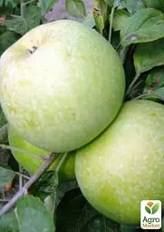 Саджанець Agro-Market Яблуня Ренет Кубанський (зимовий сорт, пізній термін дозрівання) 1 шт. в упаковці (35437) - мініатюра 3