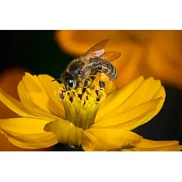 Спалах Godox Macro Ring Nikon (MF-R76N) [137775] - мініатюра 12