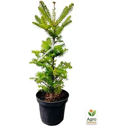 Саджанець Agro-Market Ялиця Бальзамічна 3-х річна (Abies balsamea) висота 30-40 см (120423) - мініатюра 3