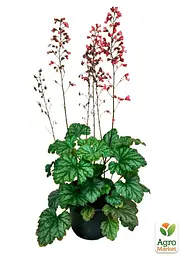 Саджанець Agro-Market Гейхера (Heuchera) Paris С1 (висота 15-30см) (154089) - мініатюра 2