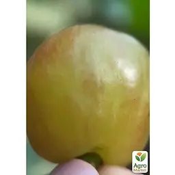 Саджанець Agro-Market Виноград Червонощокий (велика, соковита, солодка, хрумка ягода) (175882) 1 шт. - мініатюра 2