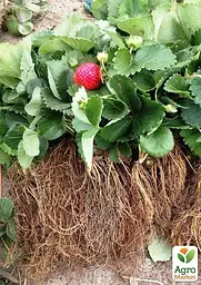 Саджанець Agro-Market Полуниця садова ремонтантна Ania укорінена у контейнері 1 шт. в пакуванні (182794) - мініатюра 3