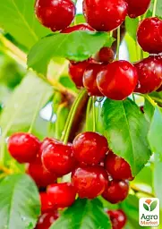 Саджанець Agro-Market Вишня Уйфегерт Фюртеш (літній сорт, пізній термін дозрівання) 1 шт. в упаковці (178391) - мініатюра 2