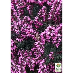Саджанець Agro-Market Еріка трав'яниста Крамерс Роут (Kramer's Rote) P11 (44441) 1 шт. в упаковці - мініатюра 2