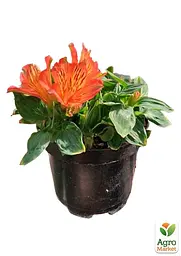 Саджанець Agro-Market Альстромерія inticancha Patio Bryce (вирощено in-vitro) С1,5 (153173) - мініатюра 2