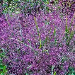 Ерагростіс рожевий "Purple Love" (183799) 1 саджанець