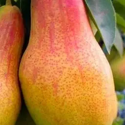 Саджанець Agro-Market Груша Талгарська красуня (осінній сорт, середній термін дозрівання) (15813) 1 шт. в упаковці - мініатюра 3