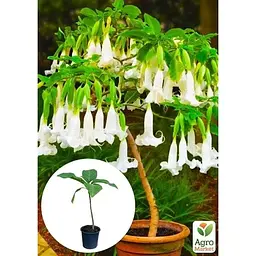 Саджанець Agro-Market Бругмансія деревоподібна White (49865) 1 шт. в упаковці - мініатюра 4
