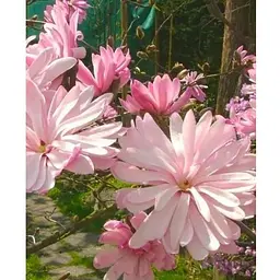 Магнолія 3-х річна стеллата "Rosea" (висота 40-50см) (60451) 1 саженец