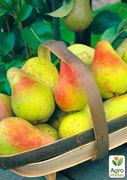Саджанець Agro-Market Груша Пектораль (літній сорт, ранній термін дозрівання) 1 шт. в упаковці (177319) - мініатюра 2