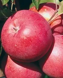 Саджанець Agro-Market Яблуня Амулет (Ранньозимовий сорт) (25934) 1 шт. в упаковці - мініатюра 2