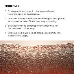 Комплекс нічного відновлення шкіри обличчя з ретинолом та пептидами ReNuAge Nighttime Skin Renewal Complex with Retinol and Peptides Hillary - мініатюра 7