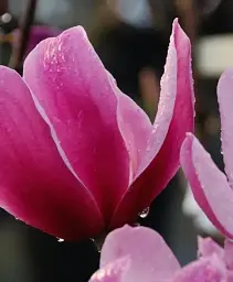 Магнолія Agro-Market Amethyst Flame щеплена 4-річна висота 120-150 см 1 саджанець в упаковці (152750) - мініатюра 2