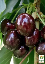 Саджанець Agro-Market Черешня Наполеон (літній сорт, середньопізній термін дозрівання) 1 шт. в упаковці (36532) - мініатюра 2