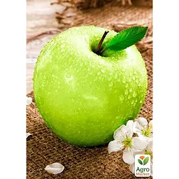 Саджанець Agro-Market Яблуня Кальвіль Сніжний укорінена в контейнері (саджанець 2 роки) (156435) - мініатюра 2