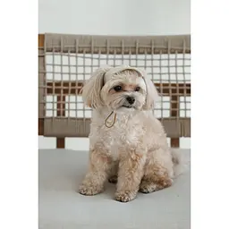 Кепка Pet Fashion Glamor для собак S - мініатюра 5