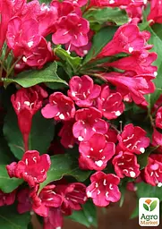 Саджанець Agro-Market Вейгела 5-річна Bristol Ruby С7.5 (висота 40-60см) (167999) - мініатюра 4